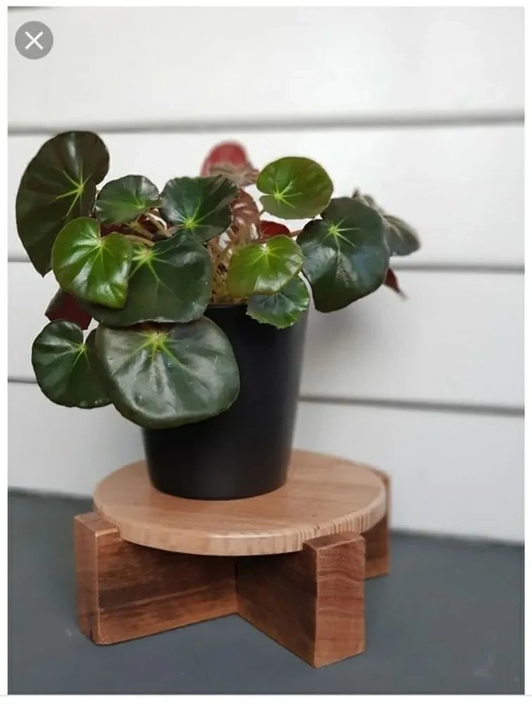 Begonia (begonia oreja de elefante)