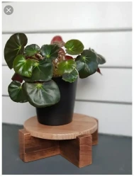 Begonia (begonia oreja de elefante)