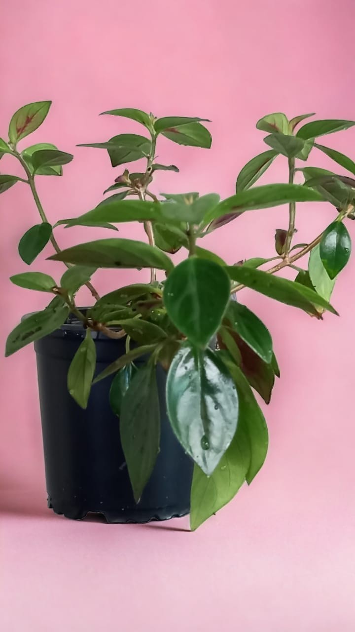 Planta de lápiz labial roja | Cómo cultivar y cuidar la planta de lápiz labial