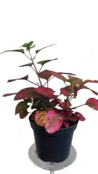 Planta del diablo rojo (plantas raras)