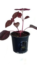 Hoja de sangre de Gynura