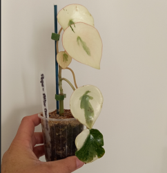 Peperomia variegada