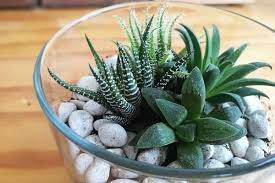 Suculentas Haworthia - 10 cm