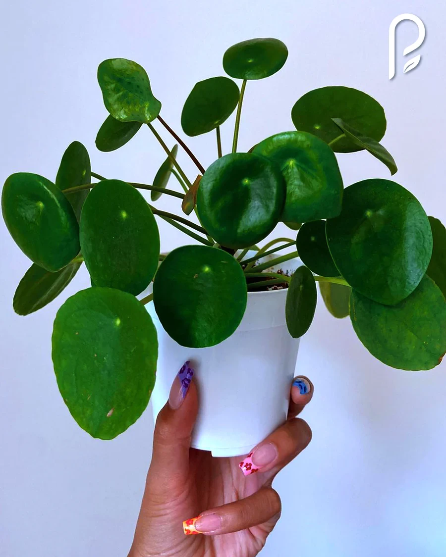 Planta del dinero china (plantas raras)