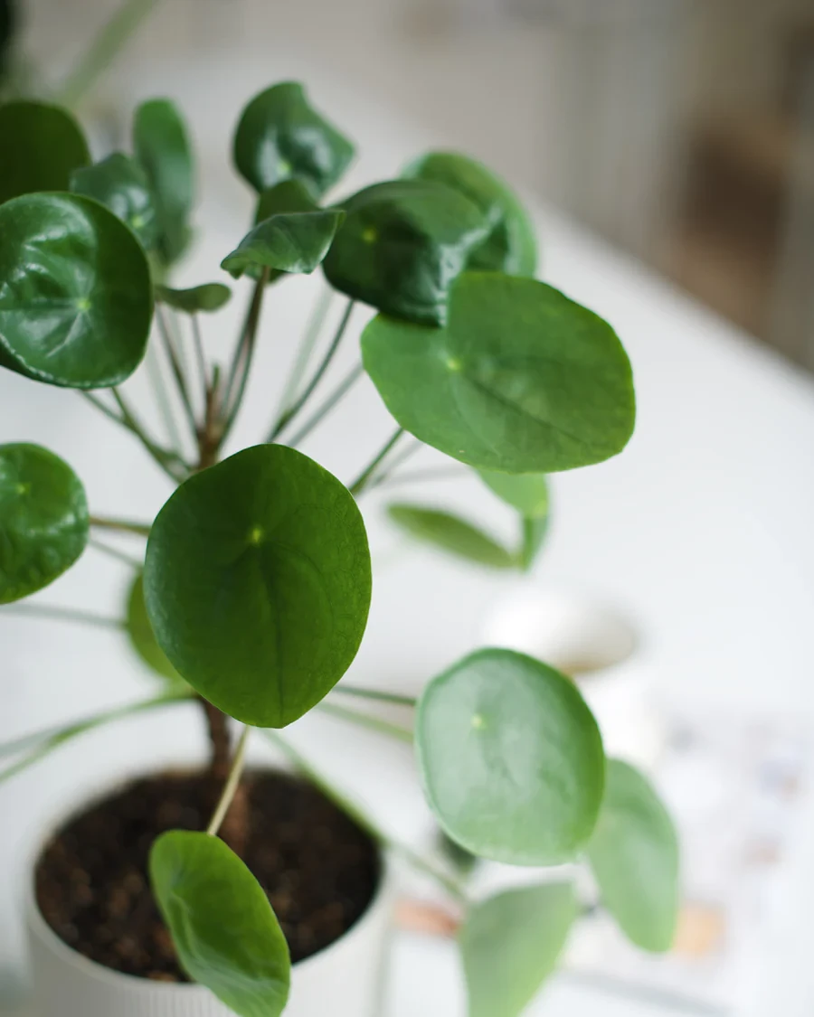 Planta del dinero china (plantas raras)
