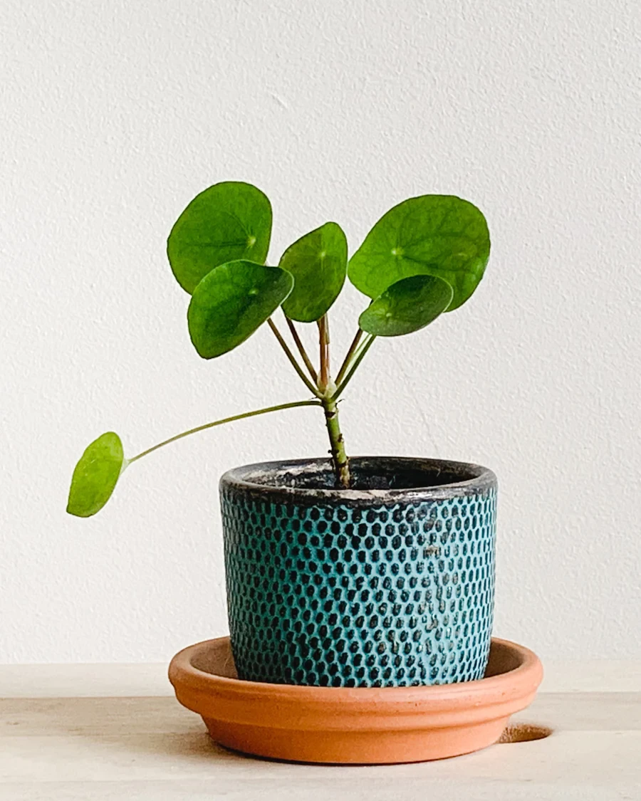Planta del dinero china (plantas raras)