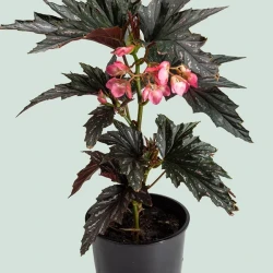 Begonia Ala de Dragón