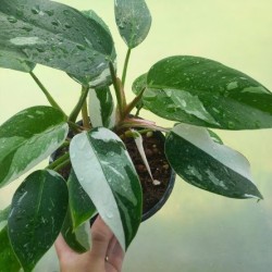 Filodendro Princesa Blanca