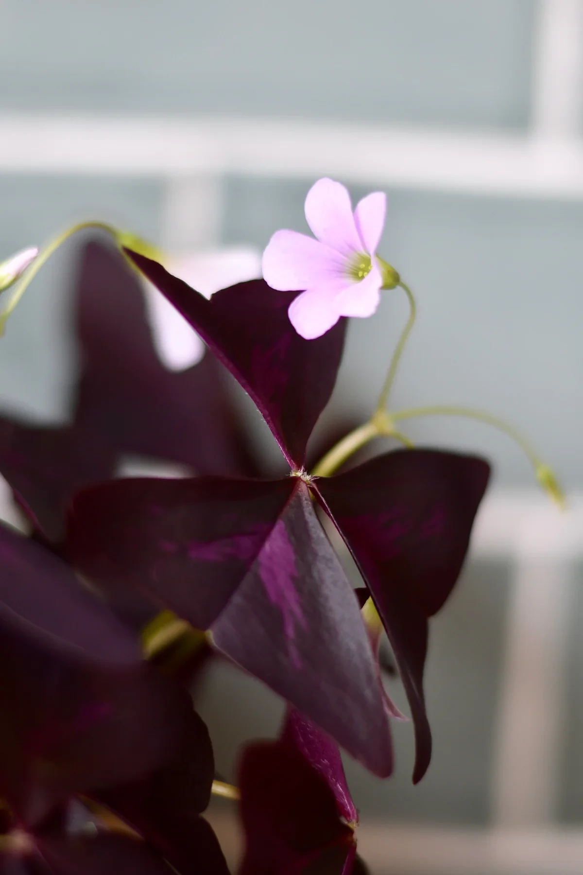 Oxalis triangularis (trébol morado, trébol falso)
