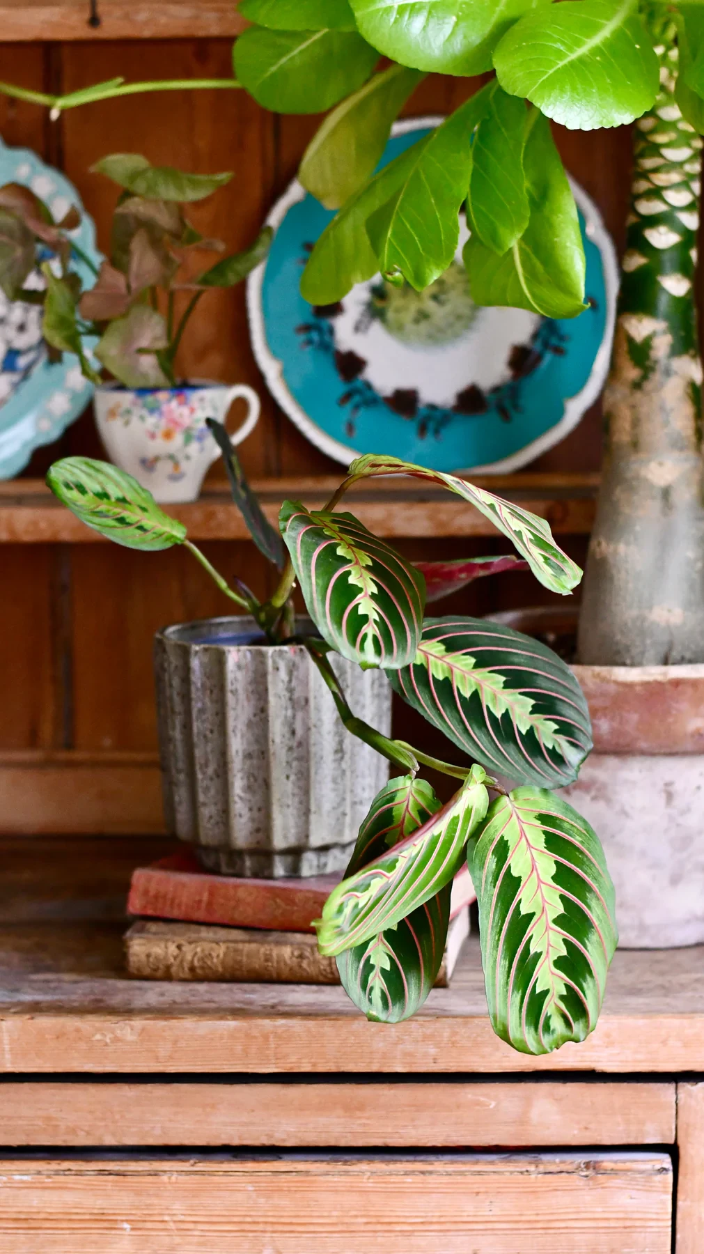 Planta de oración | Fascinador de maranta