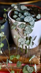 Pequeña cadena de corazones | ceropegia woodii | ceropegia linearis subsp. woodii