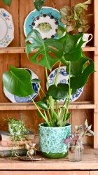 Monstera deliciosa (planta de queso suizo)