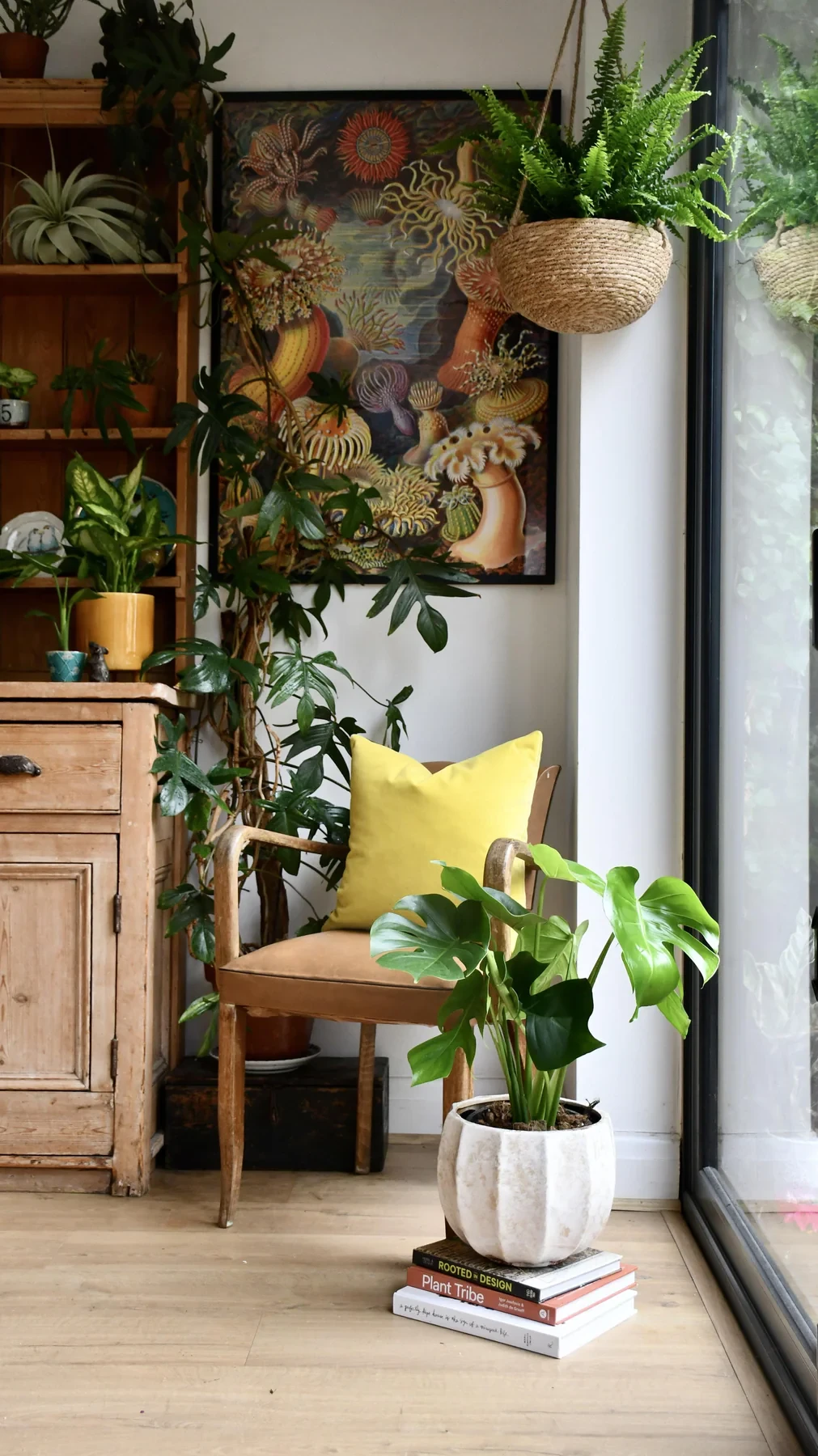 Monstera deliciosa (planta de queso suizo)