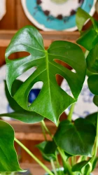 Monstera deliciosa (planta de queso suizo)