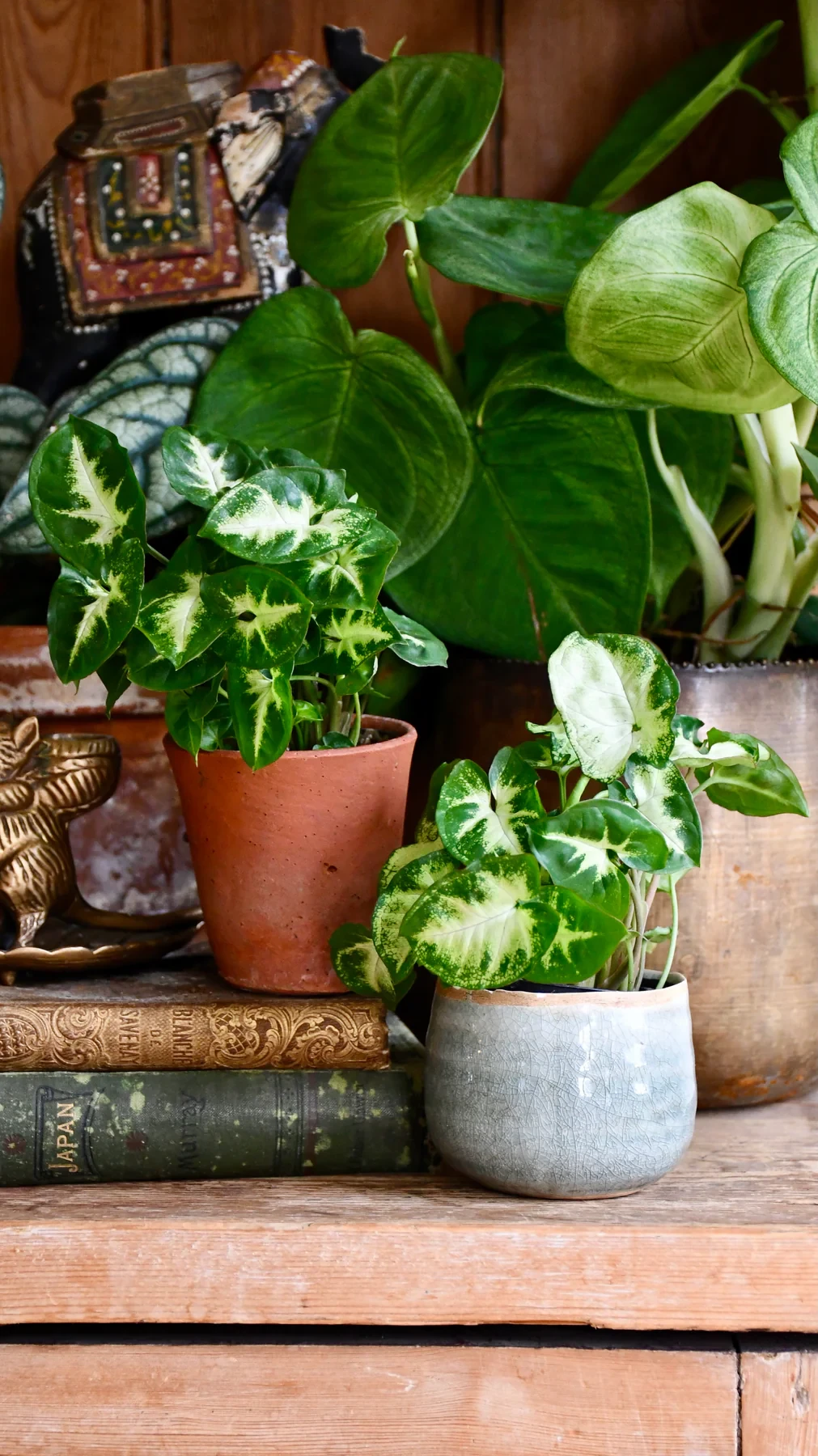 Pequeño duendecillo syngonium