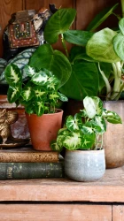 Pequeño duendecillo syngonium