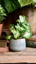 Pequeño duendecillo syngonium