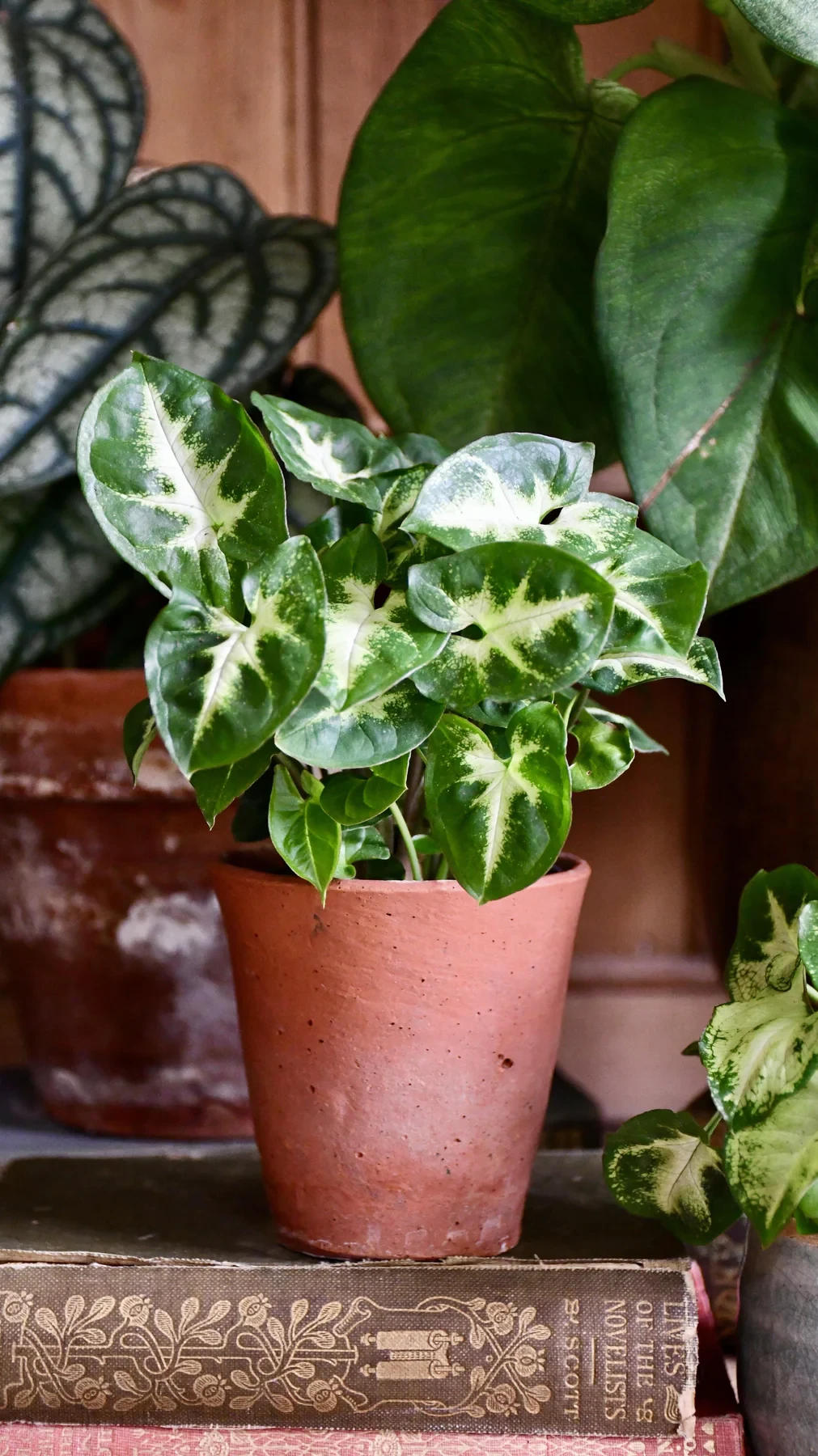 Pequeño duendecillo syngonium