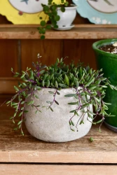Othonna capensis (senecio, collar de rubíes, rubí púrpura)