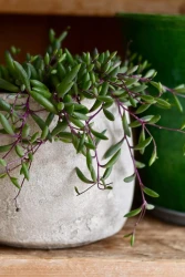 Othonna capensis (senecio, collar de rubíes, rubí púrpura)