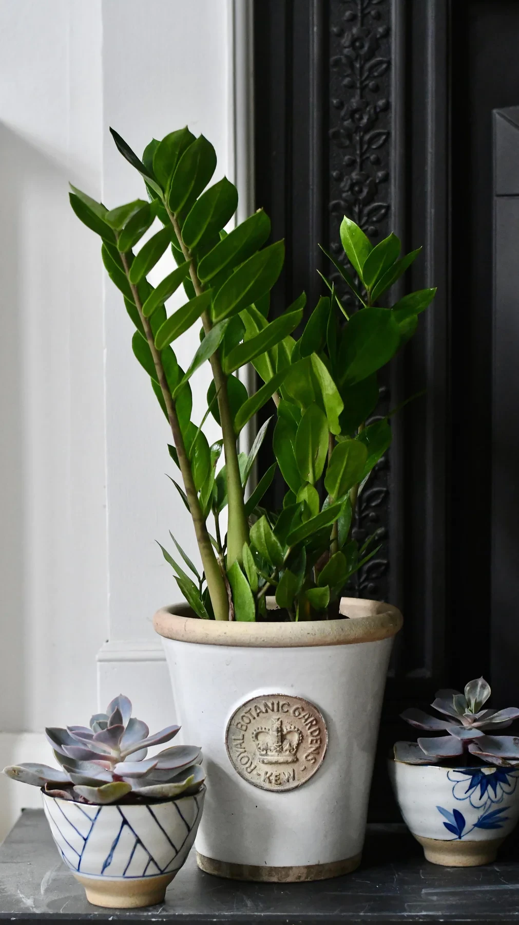 Zamioculcas zamiifolia | planta zz