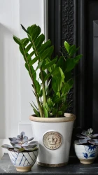 Zamioculcas zamiifolia | planta zz