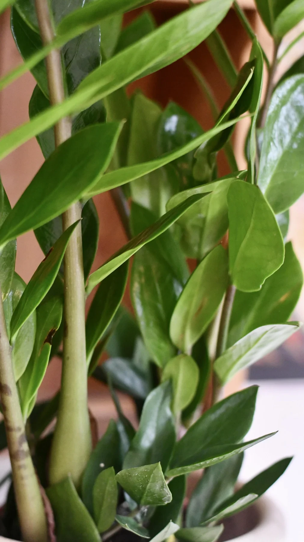 Zamioculcas zamiifolia | planta zz