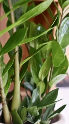 Zamioculcas zamiifolia | planta zz