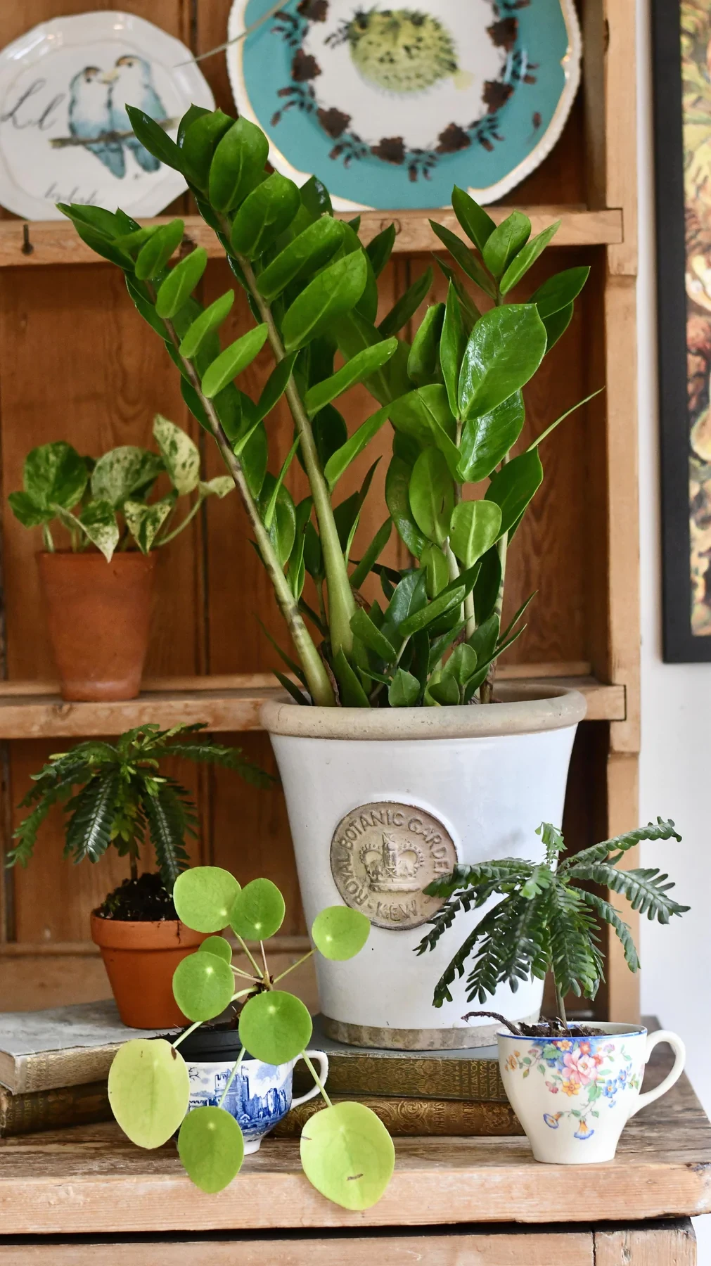 Zamioculcas zamiifolia | planta zz