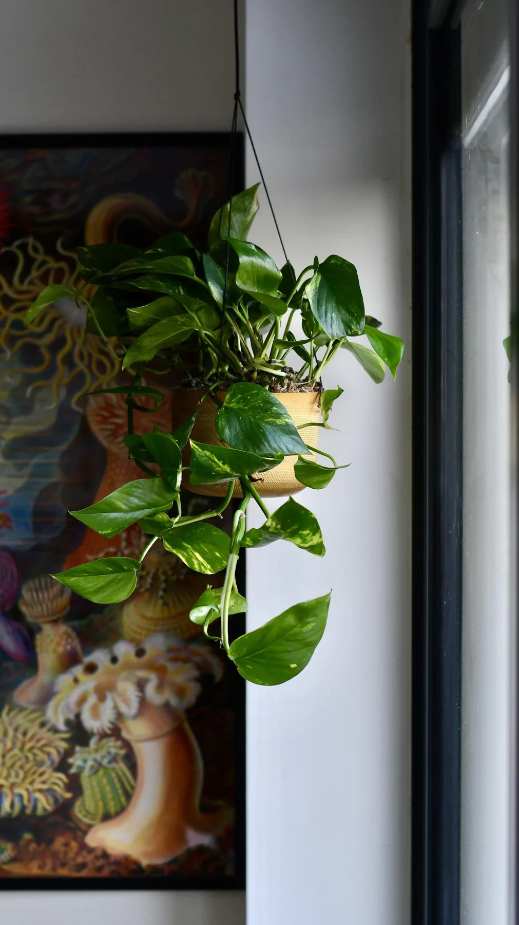 Epipremnum aureum (hiedra del diablo, potos dorados)