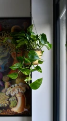 Epipremnum aureum (hiedra del diablo, potos dorados)