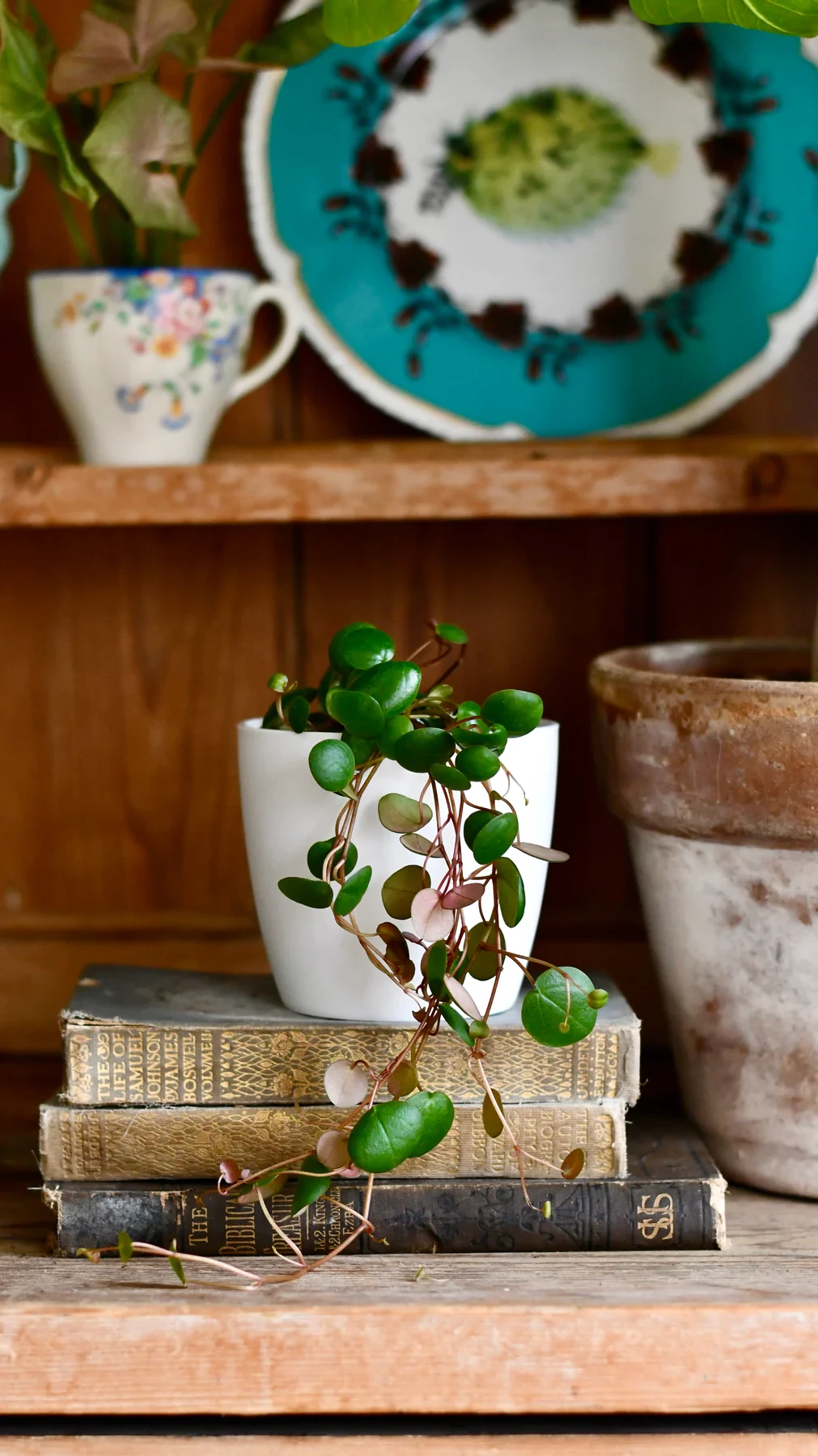 Peperomia bebé pepperspot | cadena de monedas, planta del dinero | planta radiadora | plantas de interior felices