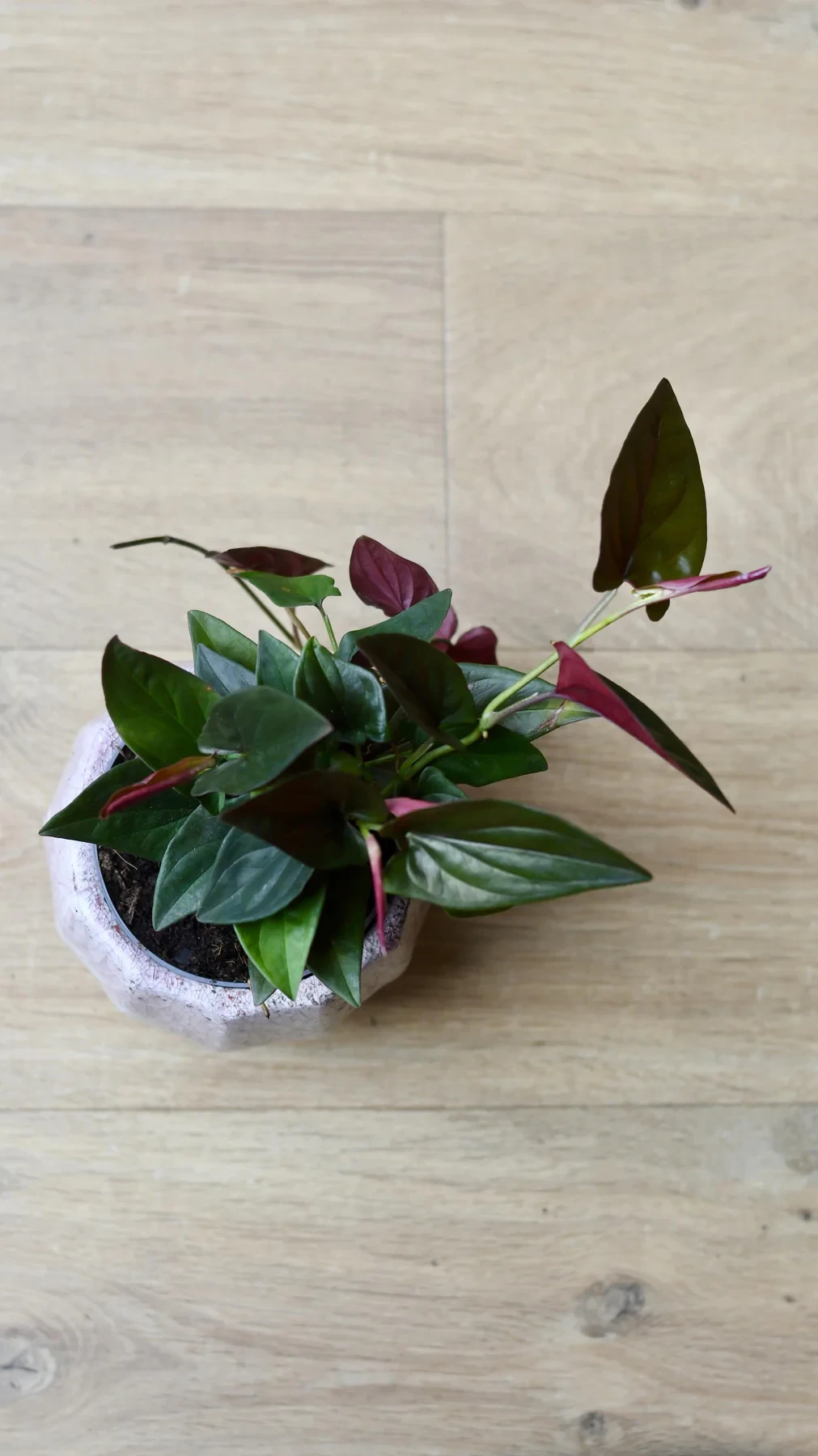 Syngonium erythrophyllum "planta flecha roja"