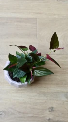 Syngonium erythrophyllum "planta flecha roja"