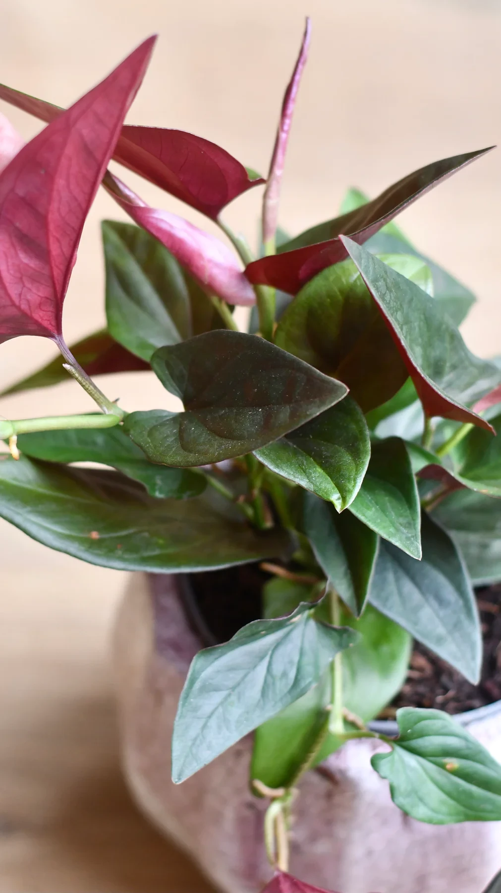 Syngonium erythrophyllum "planta flecha roja"