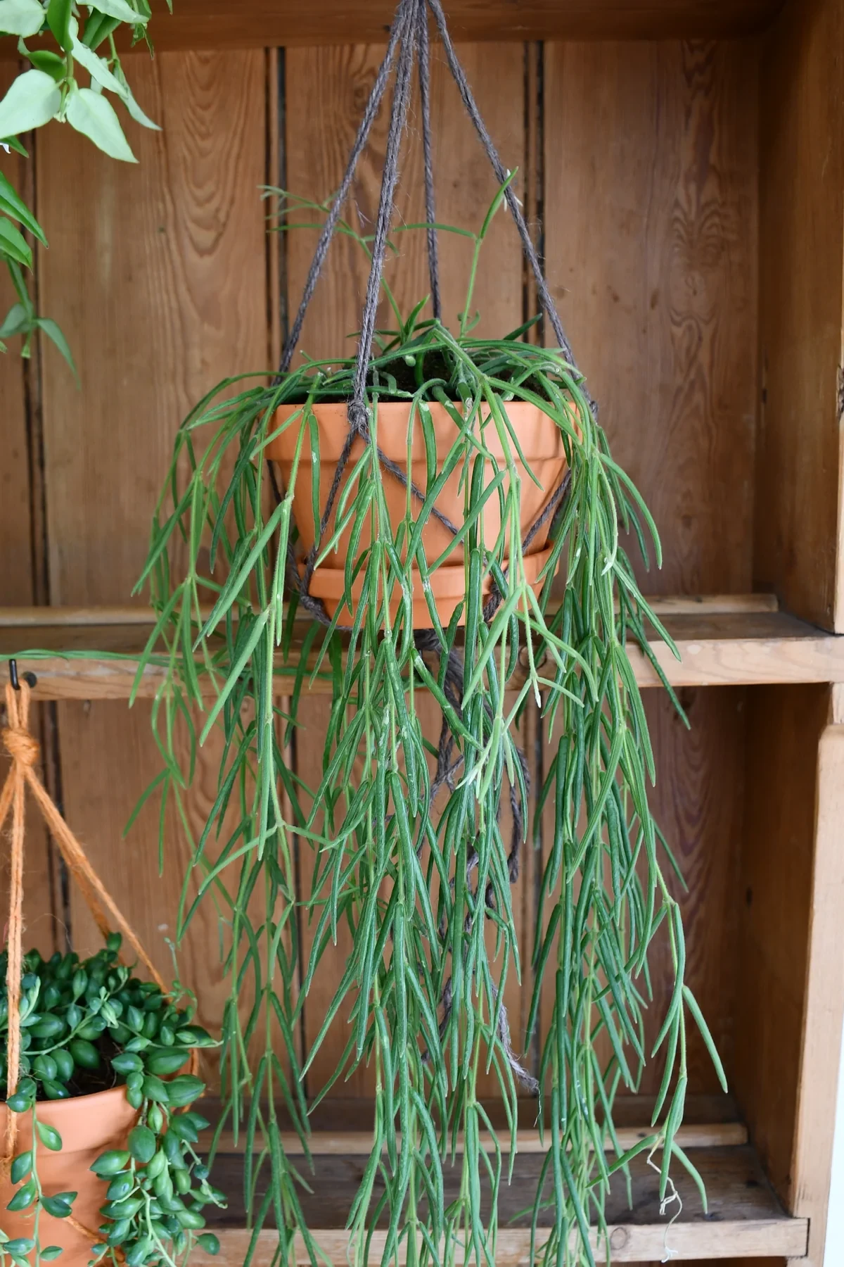 Hoya linearis, planta de cera