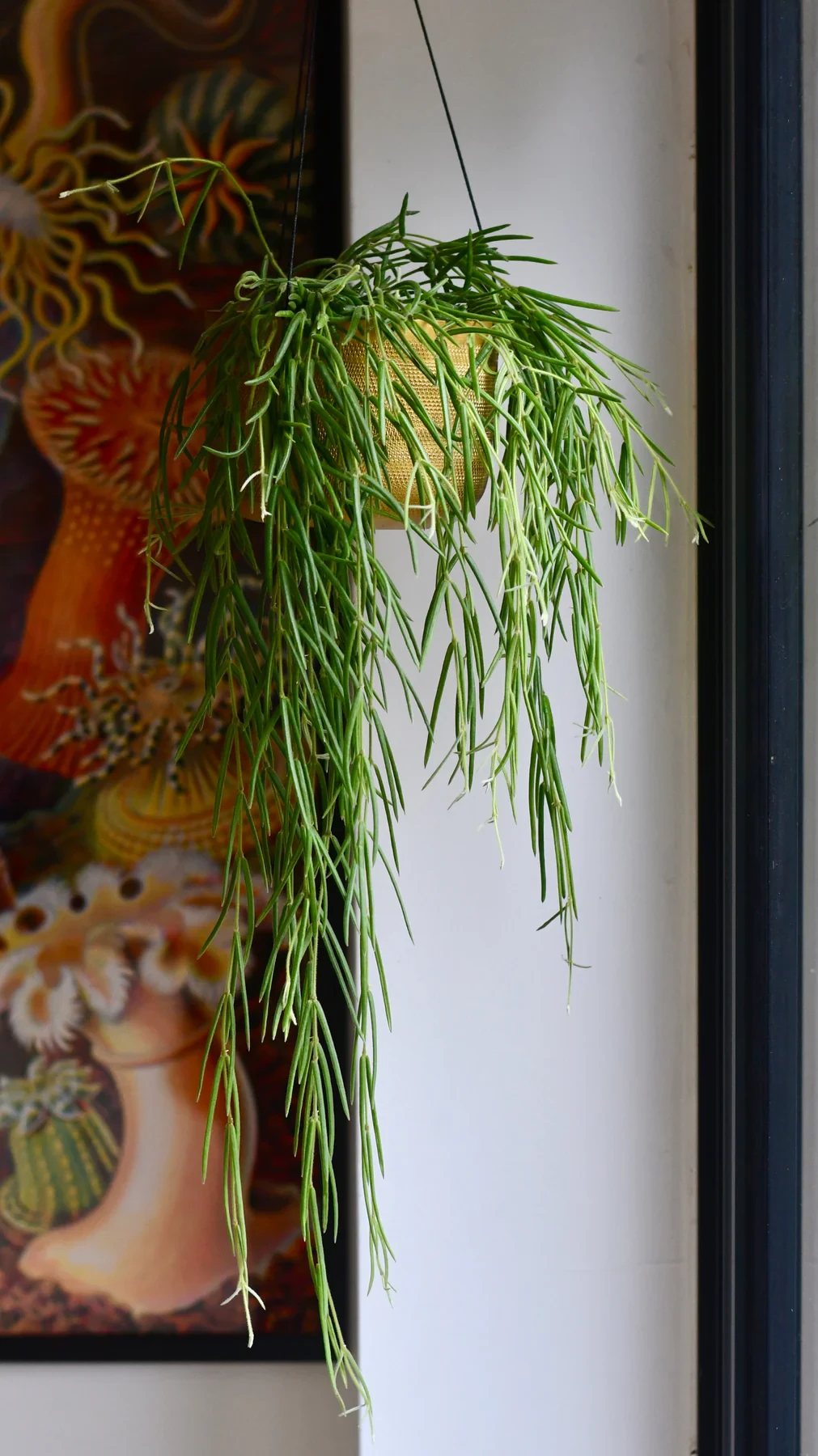 Hoya linearis, planta de cera