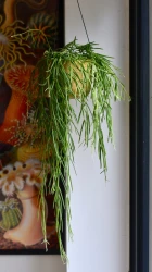 Hoya linearis, planta de cera