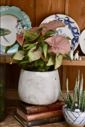 Podófilo rosa Syngonium - robusta neón