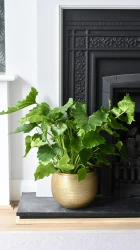 Philodendron bipinnatifidum - filodendro esperanza