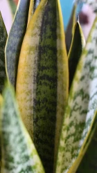Sansevieria laurentii, planta serpiente abigarrada o lengua de suegra