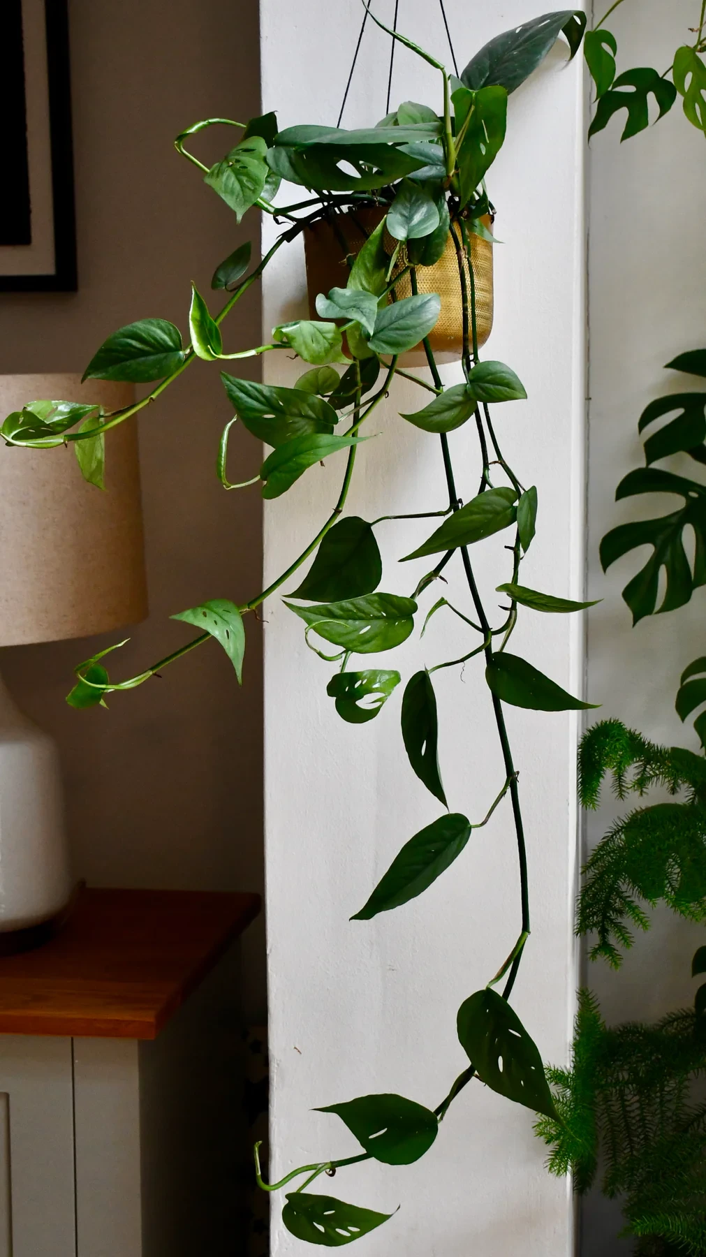 Epipremnum cebu blue (pothos azul cebu, epipremnum pinnatum)