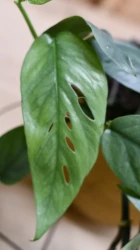 Epipremnum cebu blue (pothos azul cebu, epipremnum pinnatum)