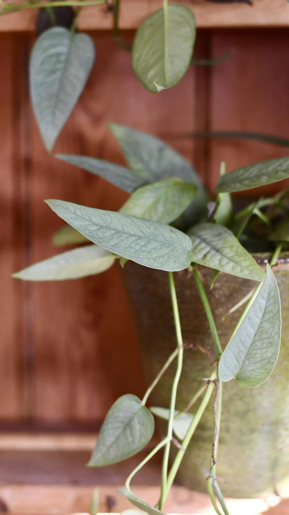 Epipremnum cebu blue (pothos azul cebu, epipremnum pinnatum)