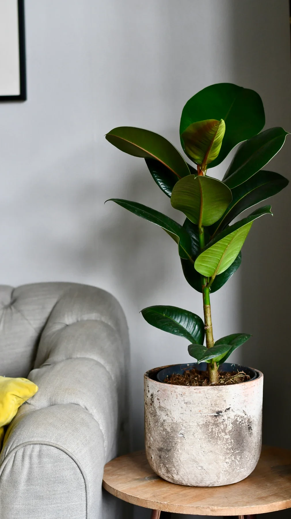 Planta de caucho (ficus elastica, ficus robusta)