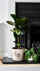 Planta de caucho (ficus elastica, ficus robusta)
