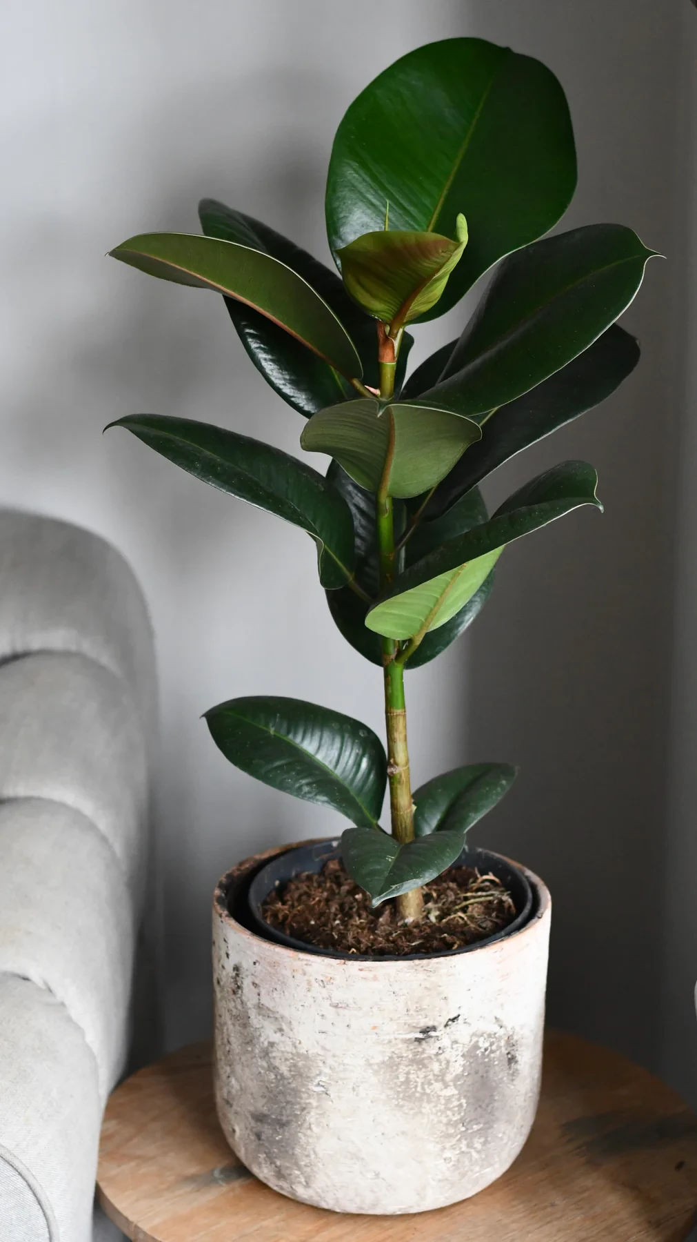 Planta de caucho (ficus elastica, ficus robusta)