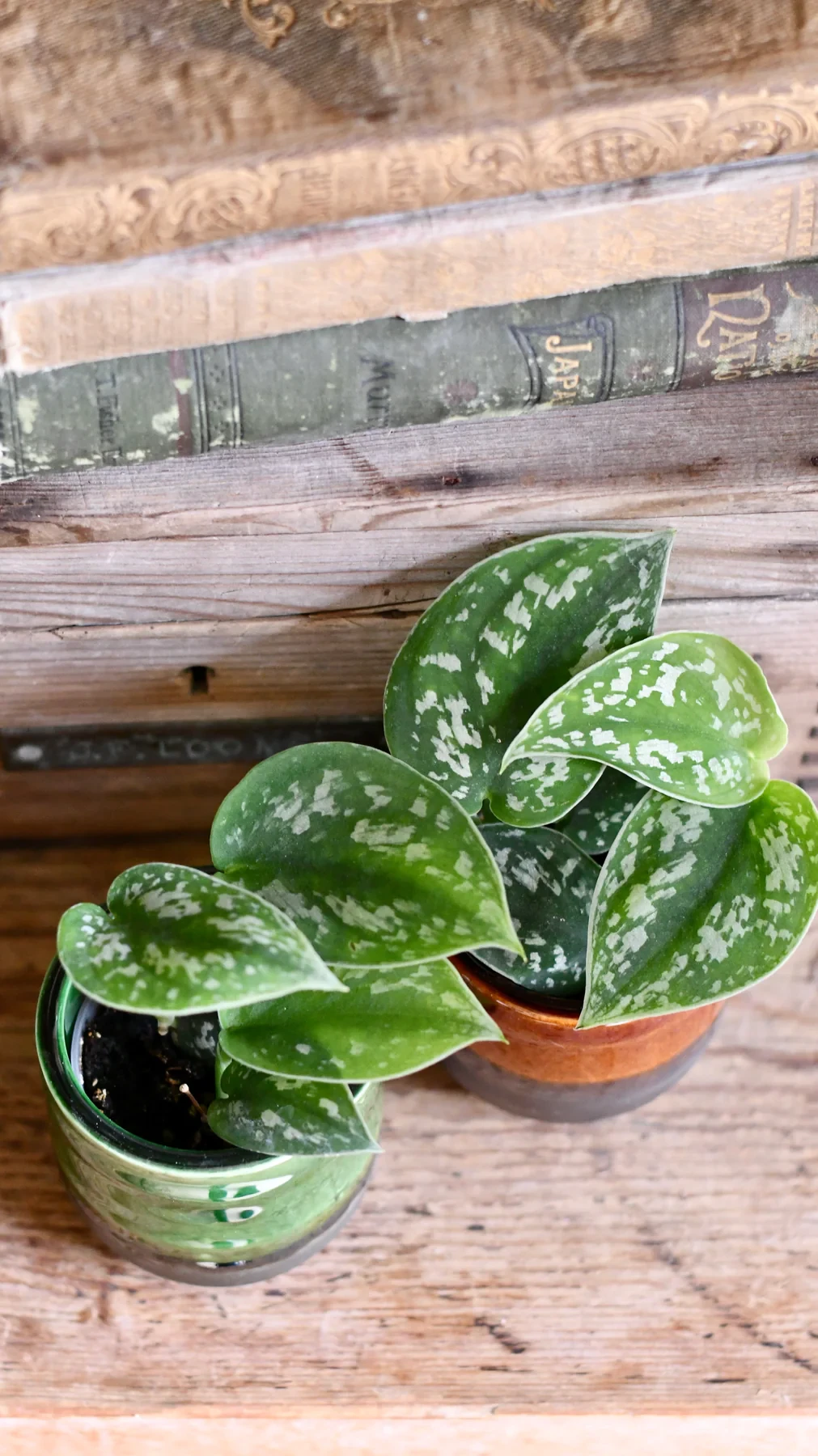 Bebé scindapsus pictus argyraeus (pothos satinado)