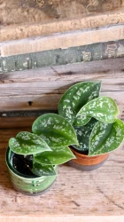 Bebé scindapsus pictus argyraeus (pothos satinado)
