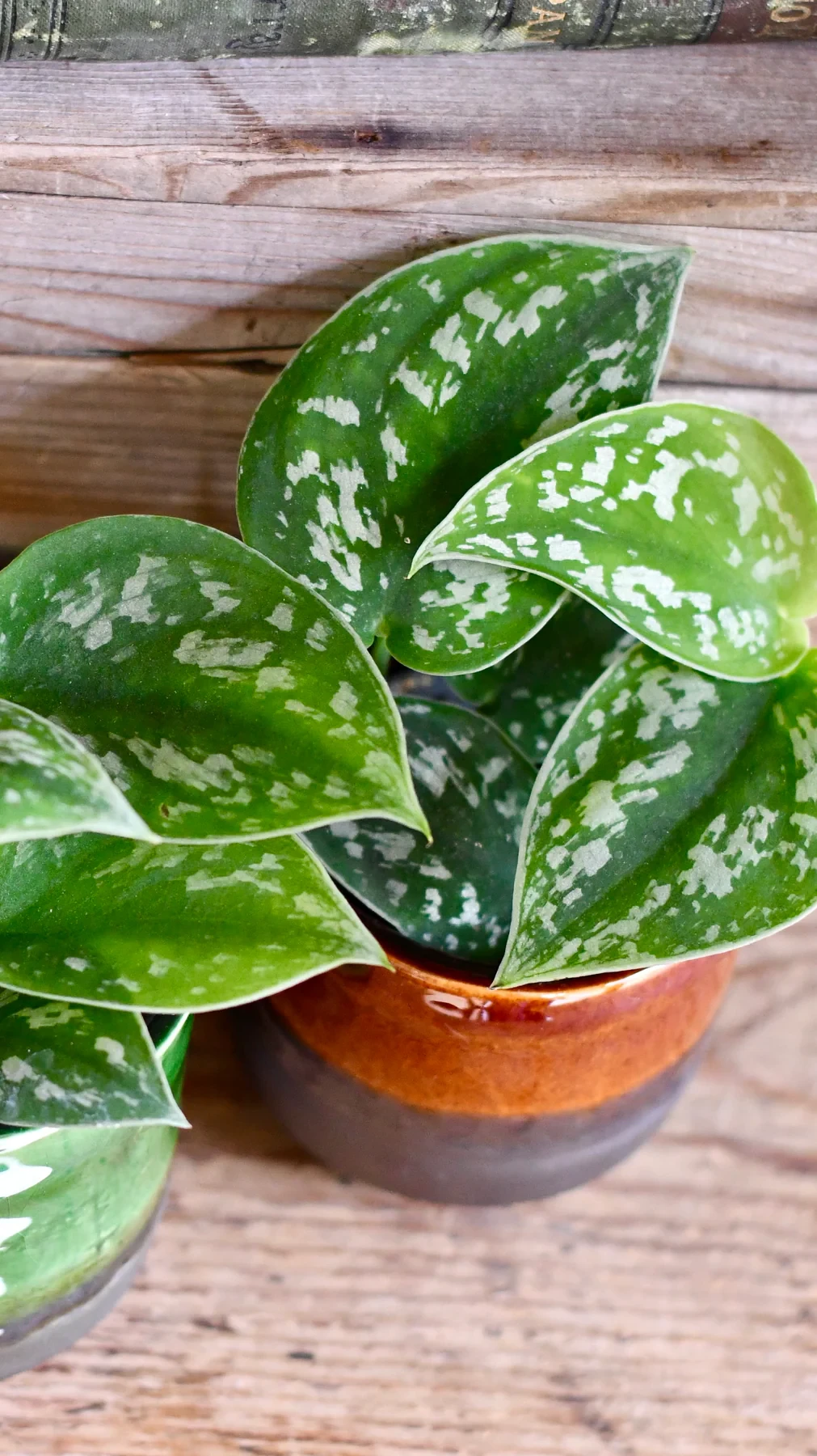 Bebé scindapsus pictus argyraeus (pothos satinado)